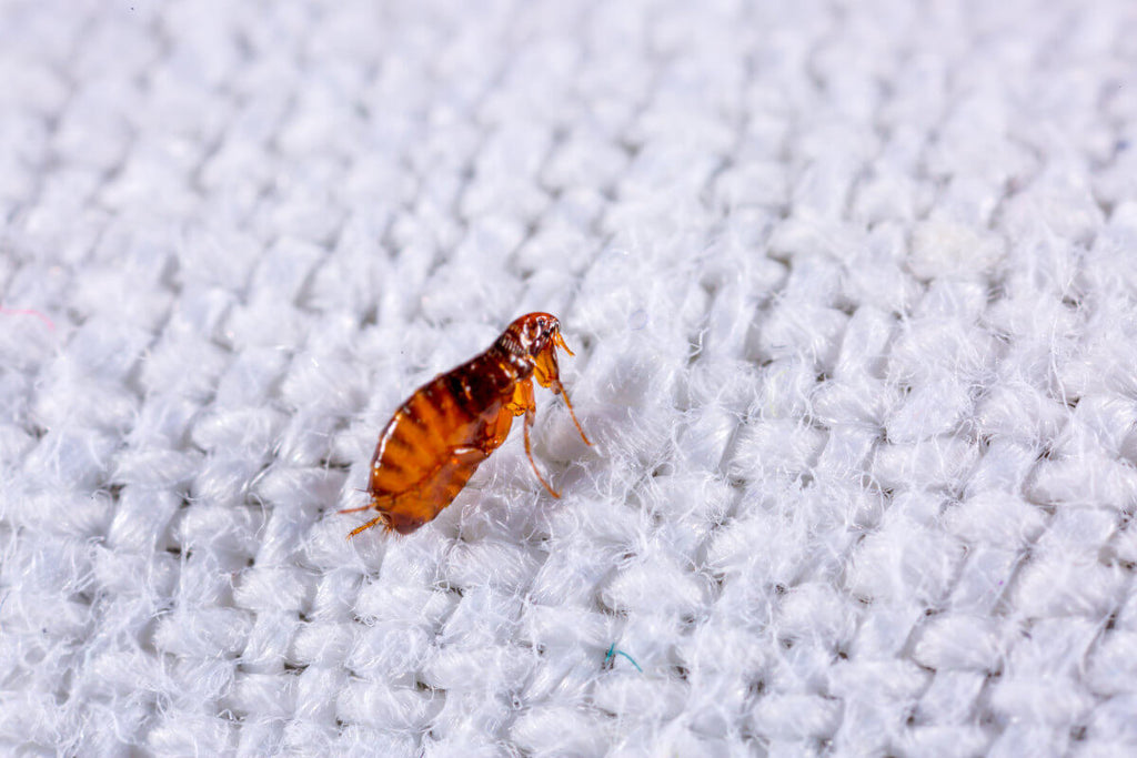 How do you get rid of fleas in your home?