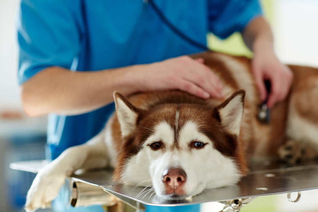 Hund oder Katze hat Rattengift gefressen - was tun?