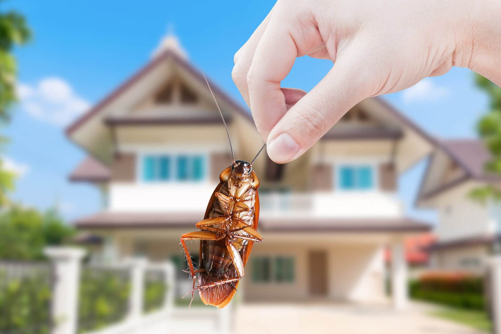 Kakerlaken im Haus - wie wird man sie los?