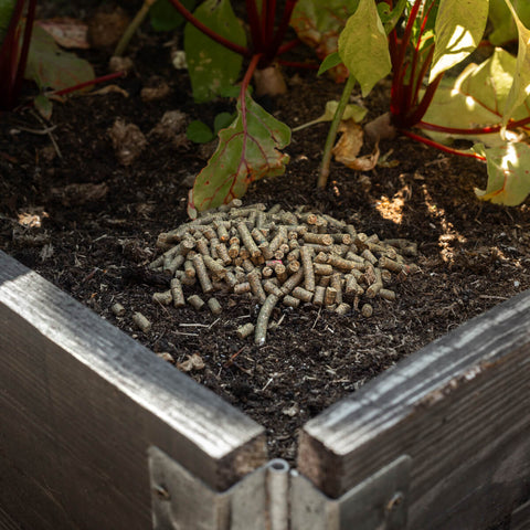 BIO Granulat zur Bekämpfung von Bodenschädlingen