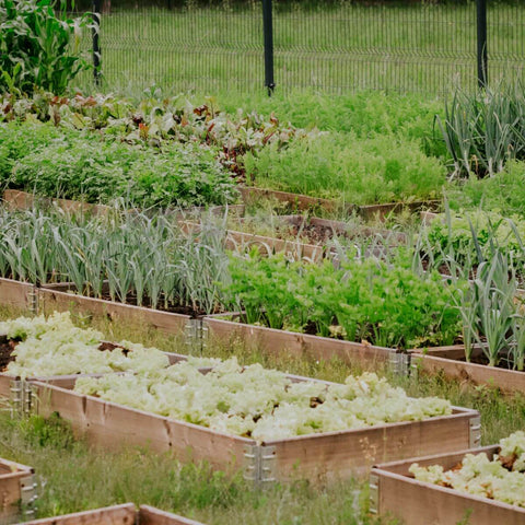 Gartenbeet aus Palettenrahmen