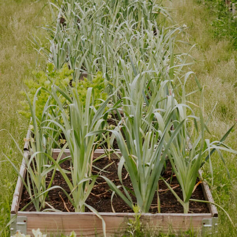 Gartenbeet aus Palettenrahmen